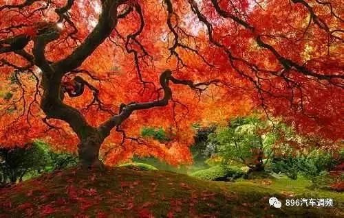 中國(guó)最 貴 的兩棵樹,一棵配有專門的警衛(wèi),一棵投保1個(gè)億