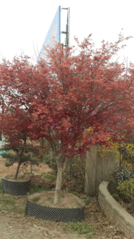 高度400厘米胸徑10厘米地徑12厘米冠幅300厘米日本紅楓價(jià)格 圖片 行情 報(bào)價(jià) 中國(guó)花木網(wǎng)