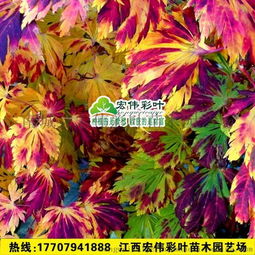 舞孔雀 苗 進(jìn)口楓樹品種 日本紅楓 槭樹 日本紅楓舞孔雀紅楓苗圖片,舞孔雀 苗 進(jìn)口楓樹品種 日本紅楓 槭樹 日本紅楓舞孔雀紅楓苗高清圖片 南城縣宏偉彩葉苗木園藝場(chǎng)