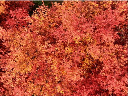 樂(lè)山沙灣 日本紅楓 紅袖善舞翠云間