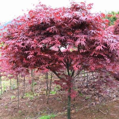 日本紅楓報價_苗木產品圖片