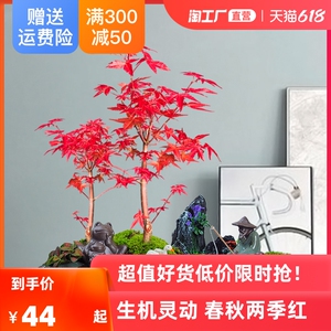 臥室盆景日本防輻射盆栽凈化空氣楓樹(shù)紅楓