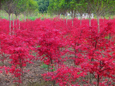 2017日本紅楓苗前景預(yù)測(cè)分析_其它_網(wǎng)