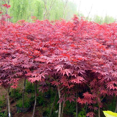 供應(yīng)紅楓樹(shù)，保鮮快遞紅楓苗，日本紅楓，國(guó)產(chǎn)紅楓，美國(guó)紅楓