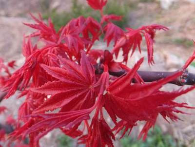 三季紅楓和紅舞姬的區別在哪?