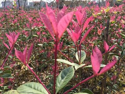 紅楓,美國(guó)紅楓,日本紅楓-五色彩桂:獲中國(guó)西部園林花木博覽會(huì)金獎(jiǎng)-美國(guó)紅楓十月光輝|夕陽(yáng)紅|紅冠|秋火焰|日本紅楓獅子頭、三河八房、紅三河批發(fā)【華石紅楓 tel:4006168511】-www.shmmw.com