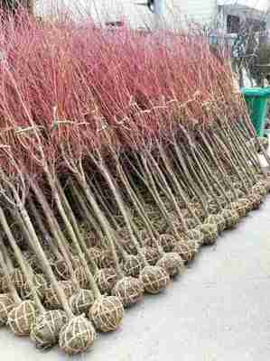 7公分日本紅楓什么價(jià) 8公分日本紅楓多少錢一棵