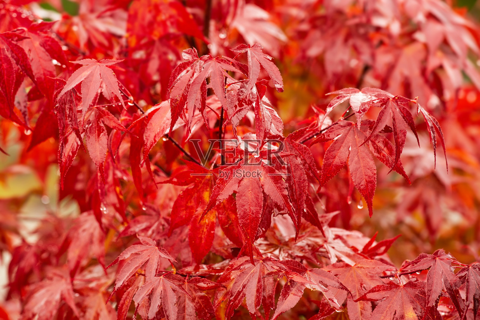 潮濕的日本紅楓樹(shù),自然的戶外背景