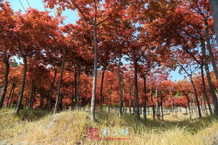 福州驚現(xiàn)秋天的童話 日本紅楓 漫山杜鵑...快來(lái)