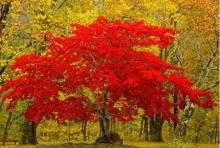 花木百科 花木網(wǎng)苗木品種庫(kù),匯集上萬(wàn)種苗木知識(shí)