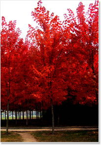 請(qǐng)問(wèn)日本紅楓什么時(shí)候種好