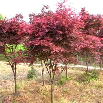 供應(yīng)【苗圃直銷】紅楓 槭樹 日本紅楓 基地批發(fā)各種綠化植物 規(guī)格齊全