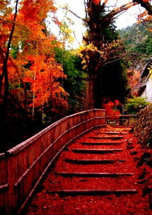 日本紅楓買回種上三天怎么葉子有點干了