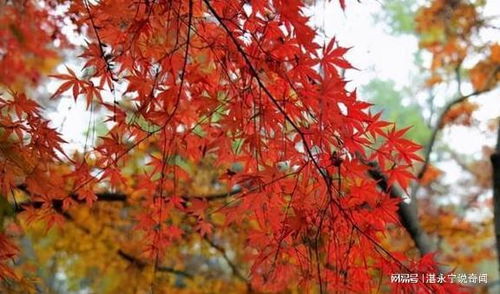 西湖邊的 紅葉大道 ,有500多棵楓樹,游客說酷似日本京都