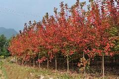 浙江日本紅楓苗木基地價格產品供求信息圖文搜索結果_一呼百應 youboy.com