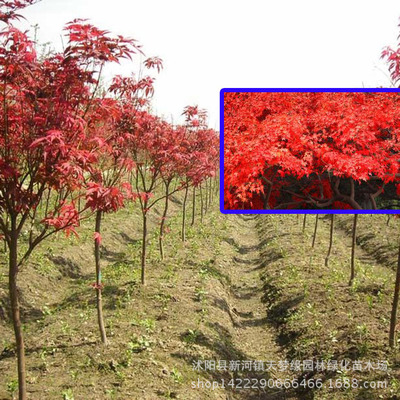 批發園林行道綠化紅楓樹苗 美國紅楓苗 8公分嫁接日本紅楓樹.