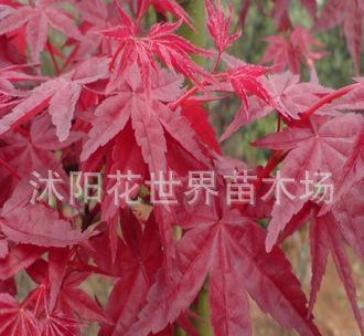 日本紅楓苗批發 江蘇紅絲帶批發 雙面紅紅楓苗批發