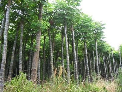 山東北欒#%濟寧北欒@北欒-曲阜紅楓園 產品展示(山東美國紅楓、濟寧日本紅楓、濟寧白蠟)-金泉網