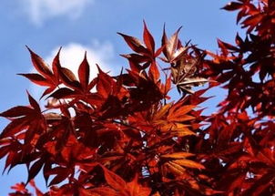 日本紅楓盆栽需要怎么養護 與國產紅楓有什么區別 苗木多少錢一棵