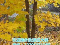 狄波拉黃金楓當選大自然彩葉苗木基地:狄波拉黃金楓代理加盟-山東大自然彩葉苗木繁育基地提供狄波拉黃金楓當選大自然彩葉苗木基地:狄波拉黃金楓代理加盟的相關介紹、產品、服務、圖片、價格狄波拉黃金楓、美國紅楓、耐熱白樺、黃金楓、錦葉欒、日本紅楓、