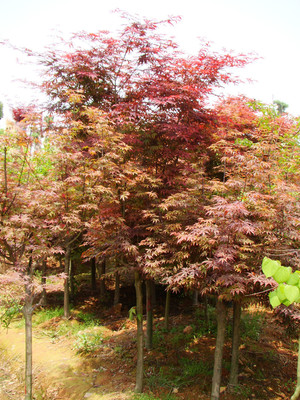 瀏陽(yáng)佳智苗圃引進(jìn)美國(guó)紅楓/日本紅楓 品種經(jīng)過(guò)改良 適宜南方生存