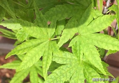 槭樹(shù)品種之日本紅楓流泉