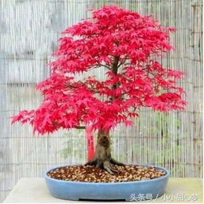 種花老人不小心說(shuō)漏嘴,花盆里面滴幾滴,一個(gè)月爆盆,十年不爛根