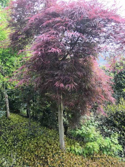 10公分精品美國(guó)紅楓價(jià)格 精品美國(guó)紅楓多少錢一棵