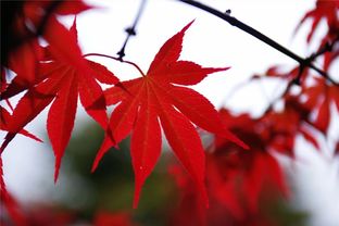 誰(shuí)說(shuō)賞楓葉一定要在秋天 正值花期的紅楓也很美 稚嫩的美