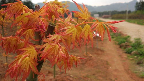 日本紅楓 主要品種 日本紅楓橙之夢(mèng) 三季紅 紅舞姬