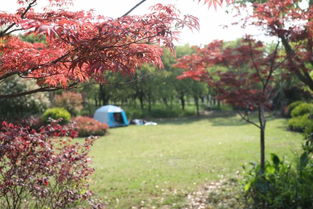 上海楓樹(shù)最多的公園是哪個(gè) 上海紅楓節(jié)后天就將在這座公園開(kāi)幕