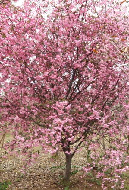 衡水紅楓價(jià)格 通園銀杏樹 日本紅楓價(jià)格