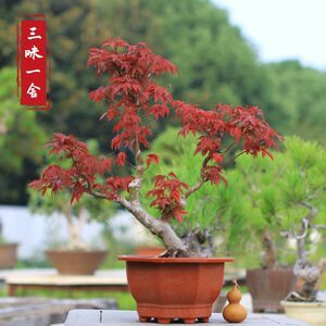 【日本紅楓出猩猩】最新日本紅楓出猩猩/批發(fā)報(bào)價(jià)