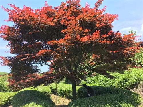 中日美紅楓爭奪戰, 紅楓之鄉 為什么還堅守 中國