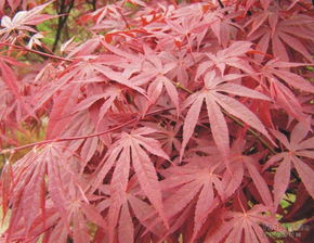 想知道日本紅楓如何養(yǎng)