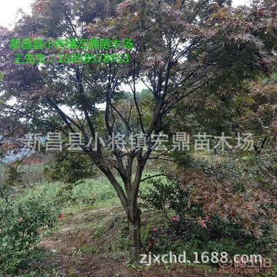 【日本紅楓小苗浙江日本紅楓苗木低價(jià)批發(fā)處理價(jià)格實(shí)惠】新昌縣小將鎮(zhèn)宏鼎苗木場(chǎng) - 產(chǎn)品庫(kù)