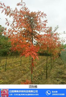 行道樹(shù)_舜楓農(nóng)林_行道樹(shù)羽毛楓