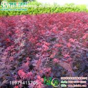 【日本紅楓三季紅】紅楓,價格,廠家,圖片,供應(yīng)商,花木,宜黃縣綠農(nóng)農(nóng)業(yè)發(fā)展 - 產(chǎn)品庫 - 阿土伯交易網(wǎng)