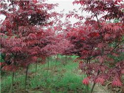 紅楓 紅楓價格 紅楓圖片 四明山紅楓 日本紅楓 美國紅楓 浙江花木城紅楓大賣場