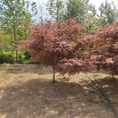 日本紅楓 耐寒耐凍 工程綠化庭院種植 冠幅自然飽滿 全國可發(fā)貨