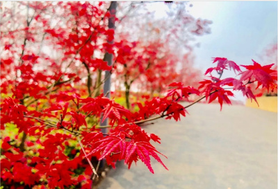 2024重慶南湖多彩植物園門票價格、開放時間、游玩攻略