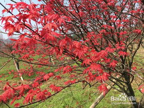 日本紅楓盆栽養(yǎng)護秘決,要注意哪些問題
