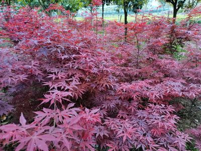 「日本紅楓」桿徑米經(jīng)5-15公分高度250-350厘米冠幅150-200厘米質(zhì)量一級苗上車價格電議-產(chǎn)地湖南常德市