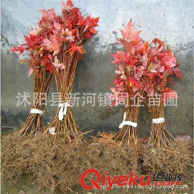 批發(fā)正宗嫁接日本紅楓苗 日本紅楓樹苗 日本紅楓三季紅小苗盆景-沭陽縣新河鎮(zhèn)周企苗圃提供批發(fā)正宗嫁接日本紅楓苗 日本紅楓樹苗 日本紅楓三季紅小苗盆景的相關(guān)介紹、產(chǎn)品、服務(wù)、圖片、價格沭陽縣新河鎮(zhèn)周企苗圃、灌木;綠化苗;種子;盆景;果樹苗