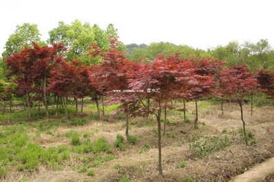 雞爪槭、紅楓與日本紅楓 三者的區別詳解