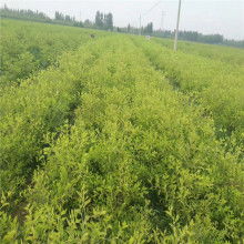 日本紅楓 園林綠化中的優(yōu)雅選擇