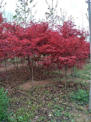 山東青島彩虹谷農(nóng)場 日本紅楓紅舞姬，僅20元/株，打造園林藝術(shù)新境界