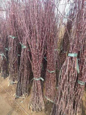 紅楓小苗產(chǎn)地直發(fā)指南 美國、日本與中國品種對比