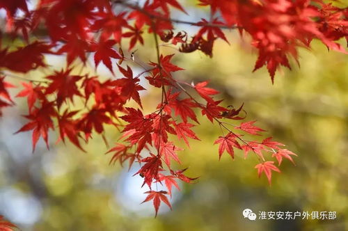 漫山紅楓染棲霞，一日盡賞金陵秋——安東戶外游江蘇11月19日南京棲霞山賞楓活動(dòng)召集