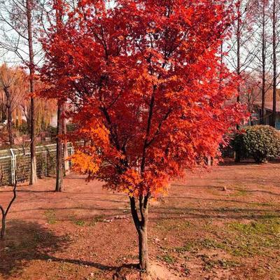 探尋中國紅楓之鄉(xiāng) 山東臨沂郯城縣的日本紅楓紅舞姬批發(fā)